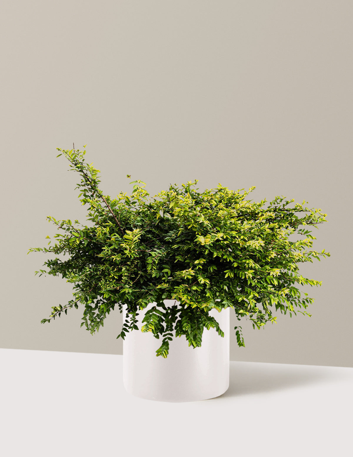 Thunderbolt® Box Honeysuckle