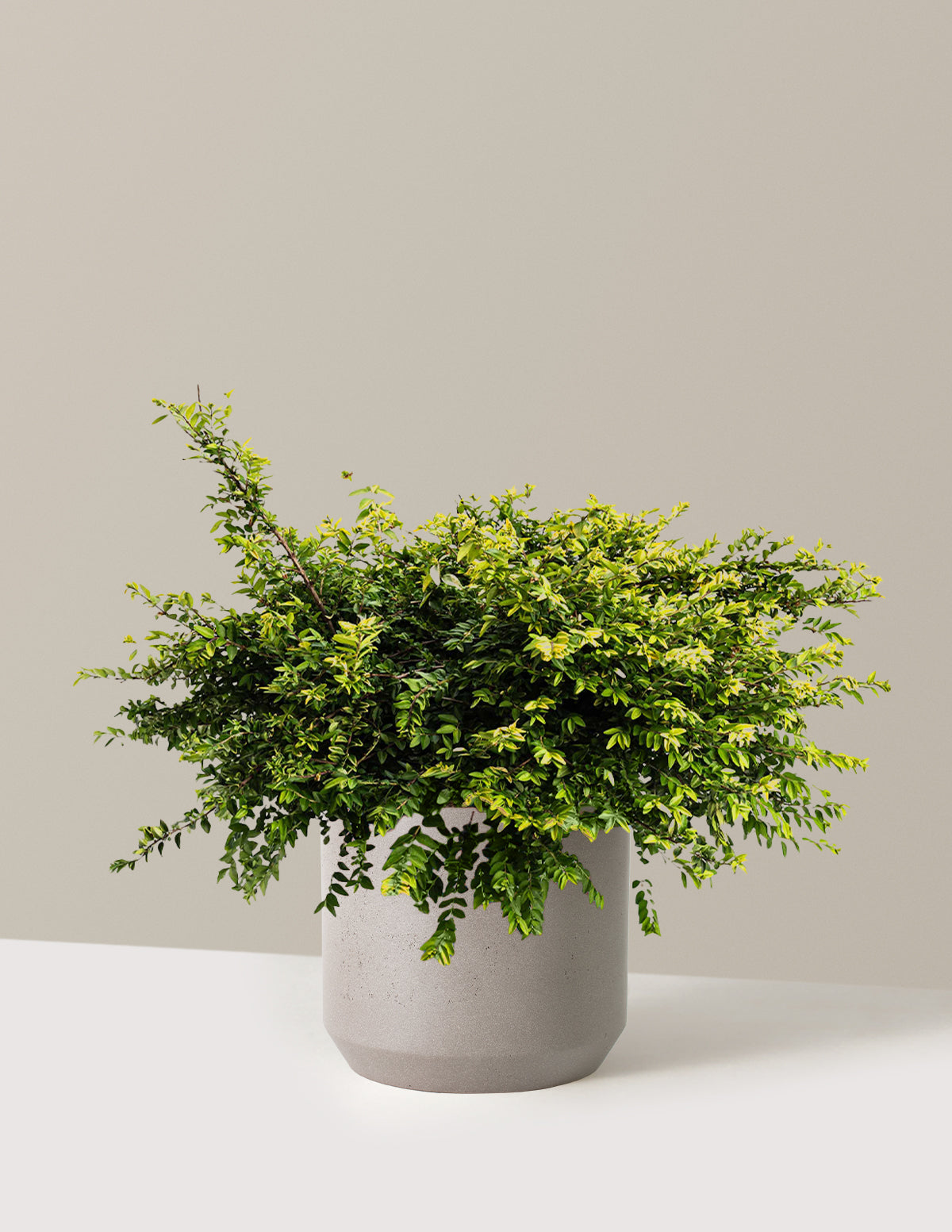 Thunderbolt® Box Honeysuckle