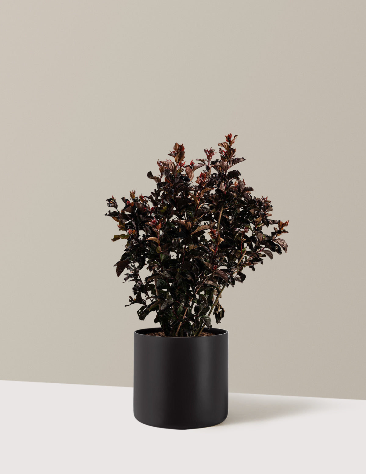 bundle | 2-3 ft. | Agnes | Black