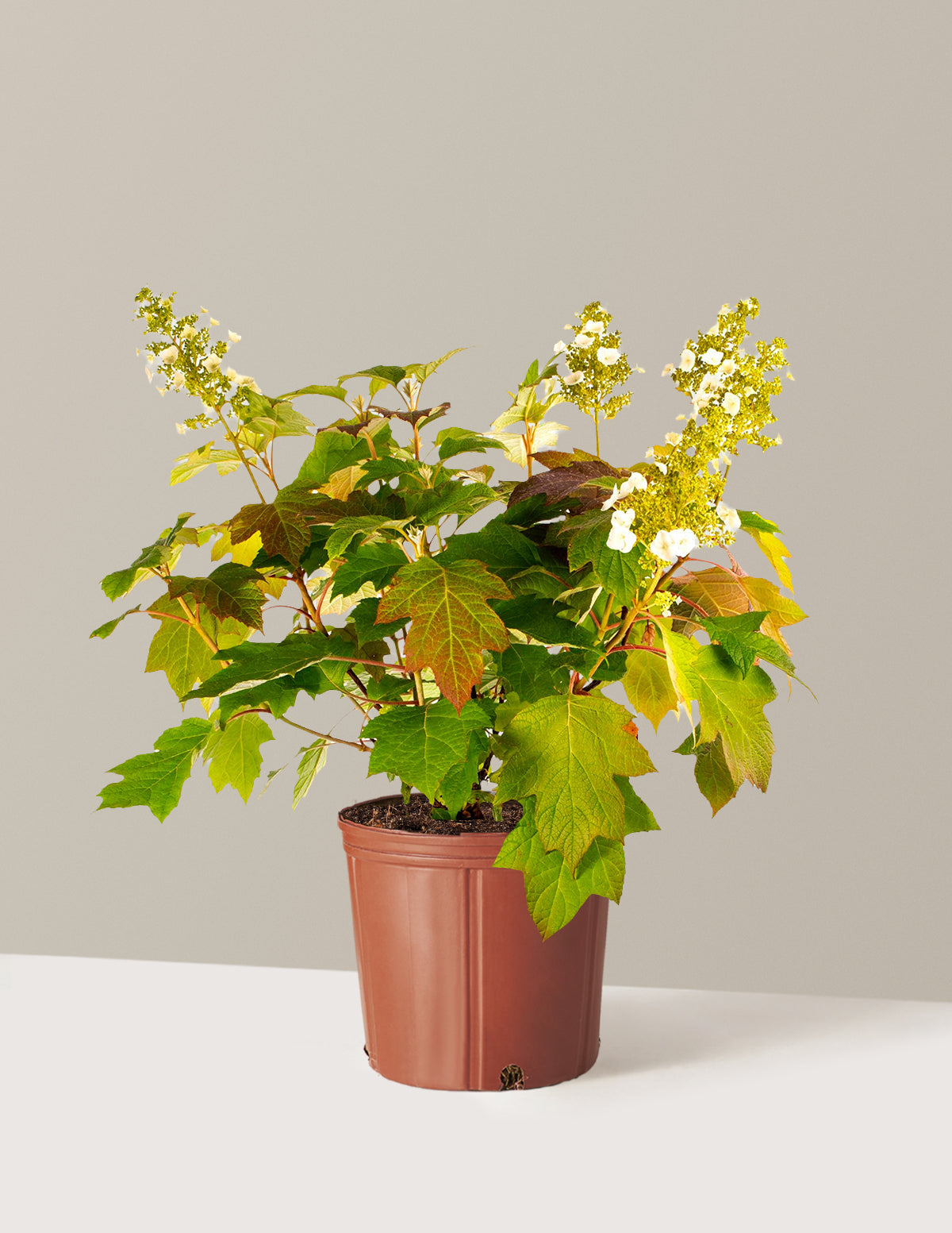 Toy Soldier™ Hydrangea