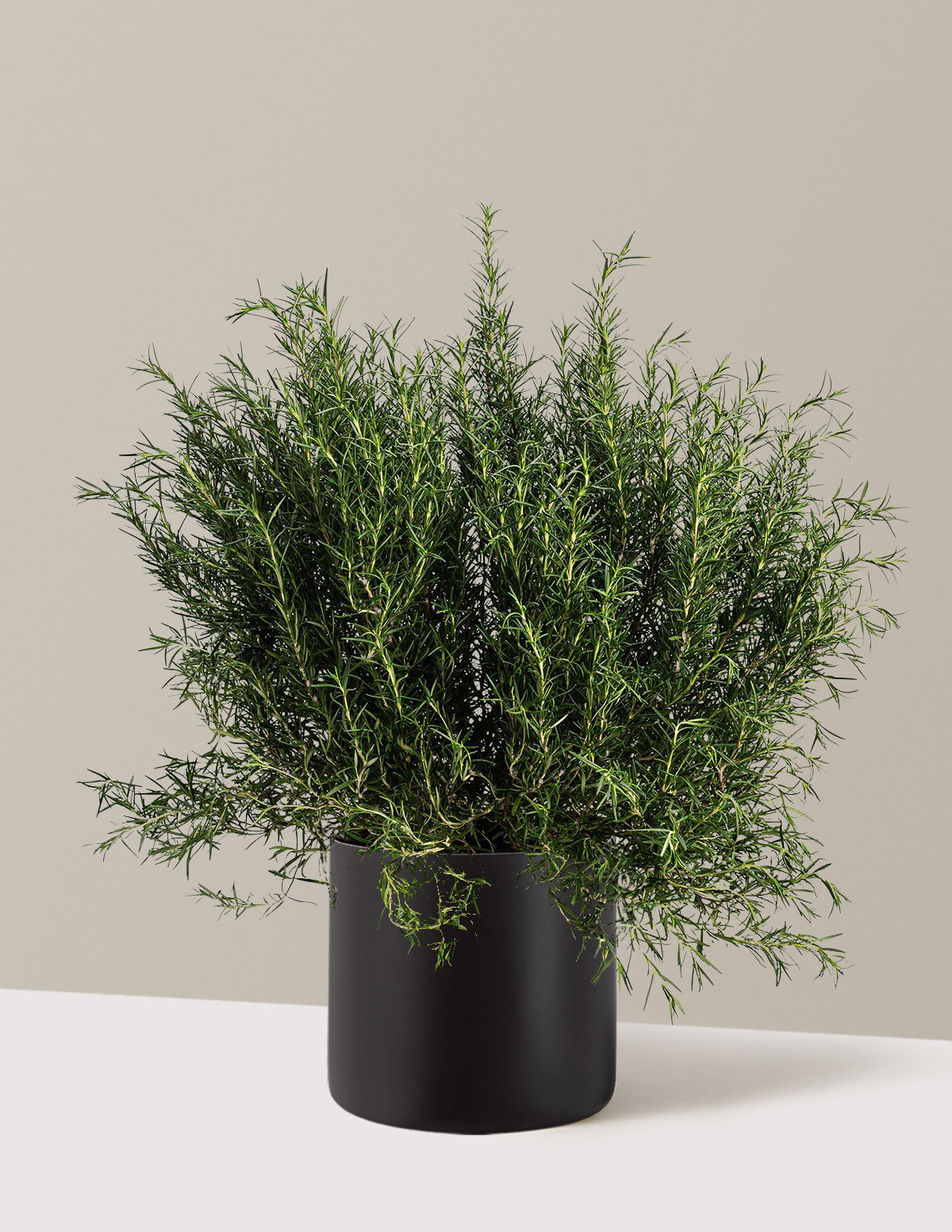 Tuscan Blue Rosemary