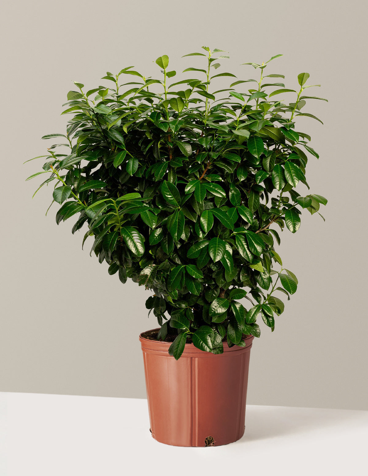Volcano Cherry Laurel