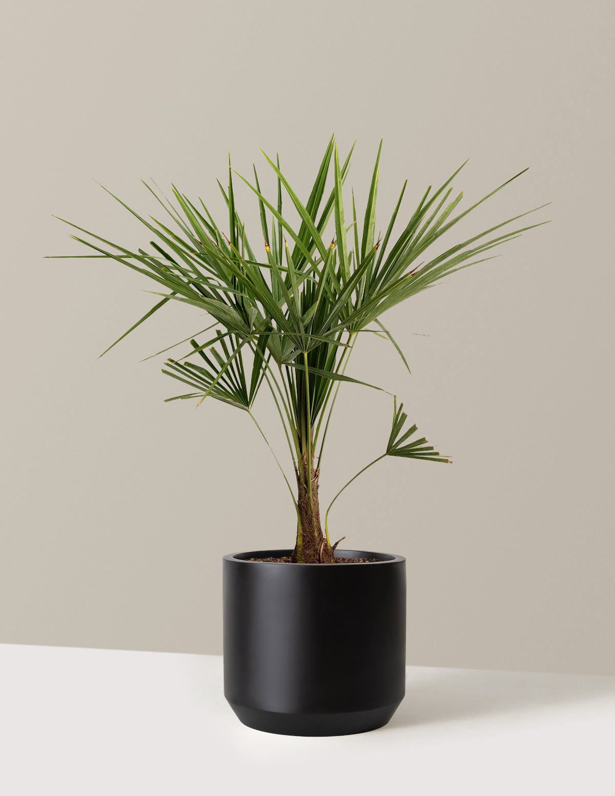 cold hardy palm plants Windmill Palm Tree