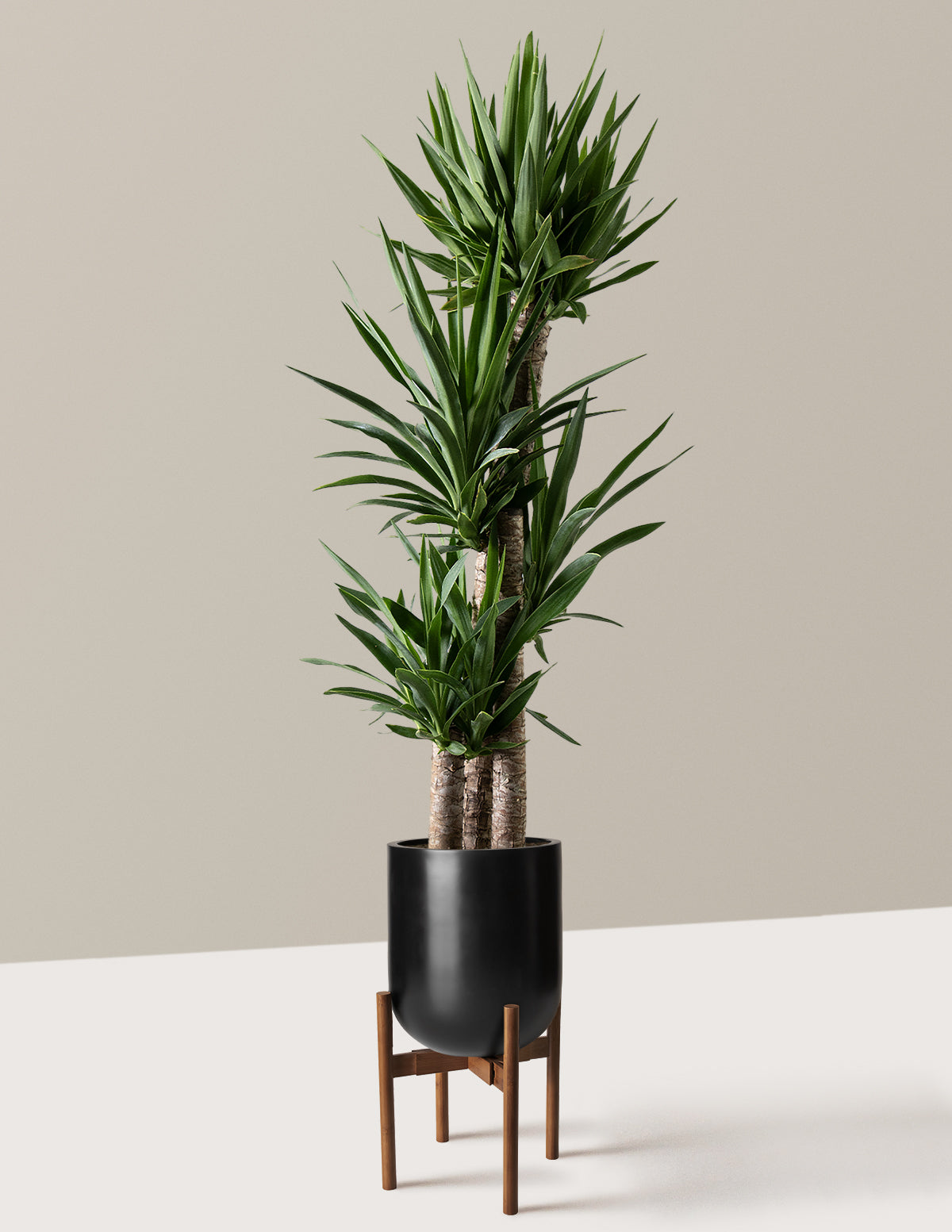 Yucca Plant Multi Stem