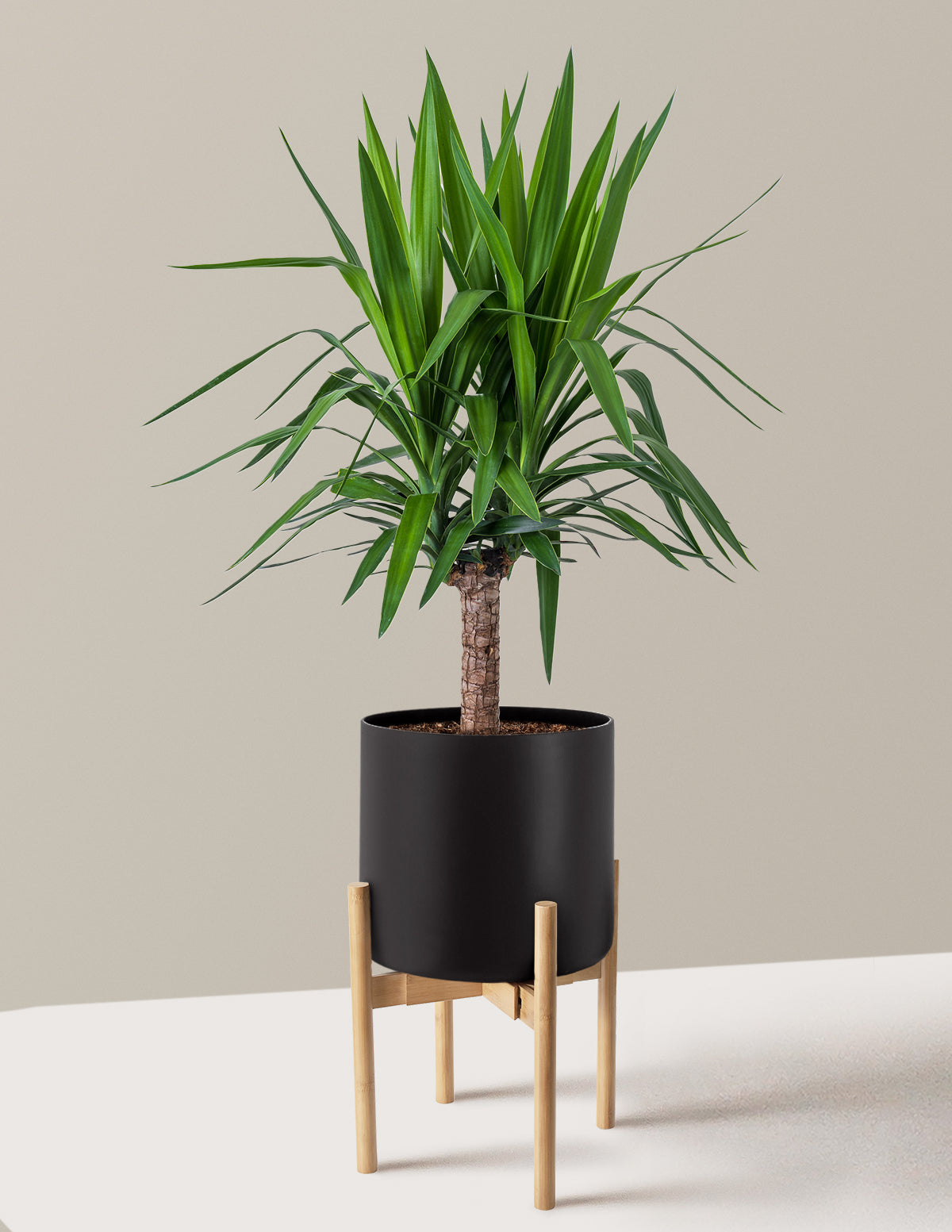 Large Yucca Plant
