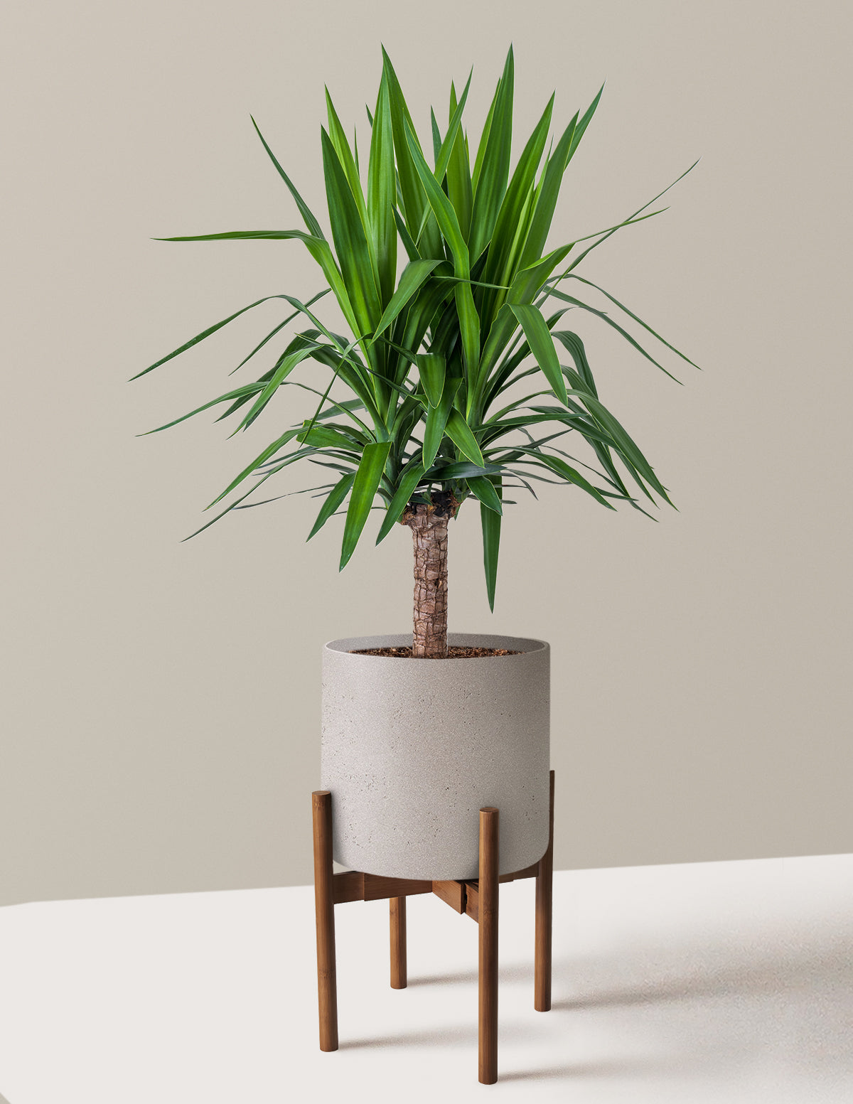 Large Yucca Plant