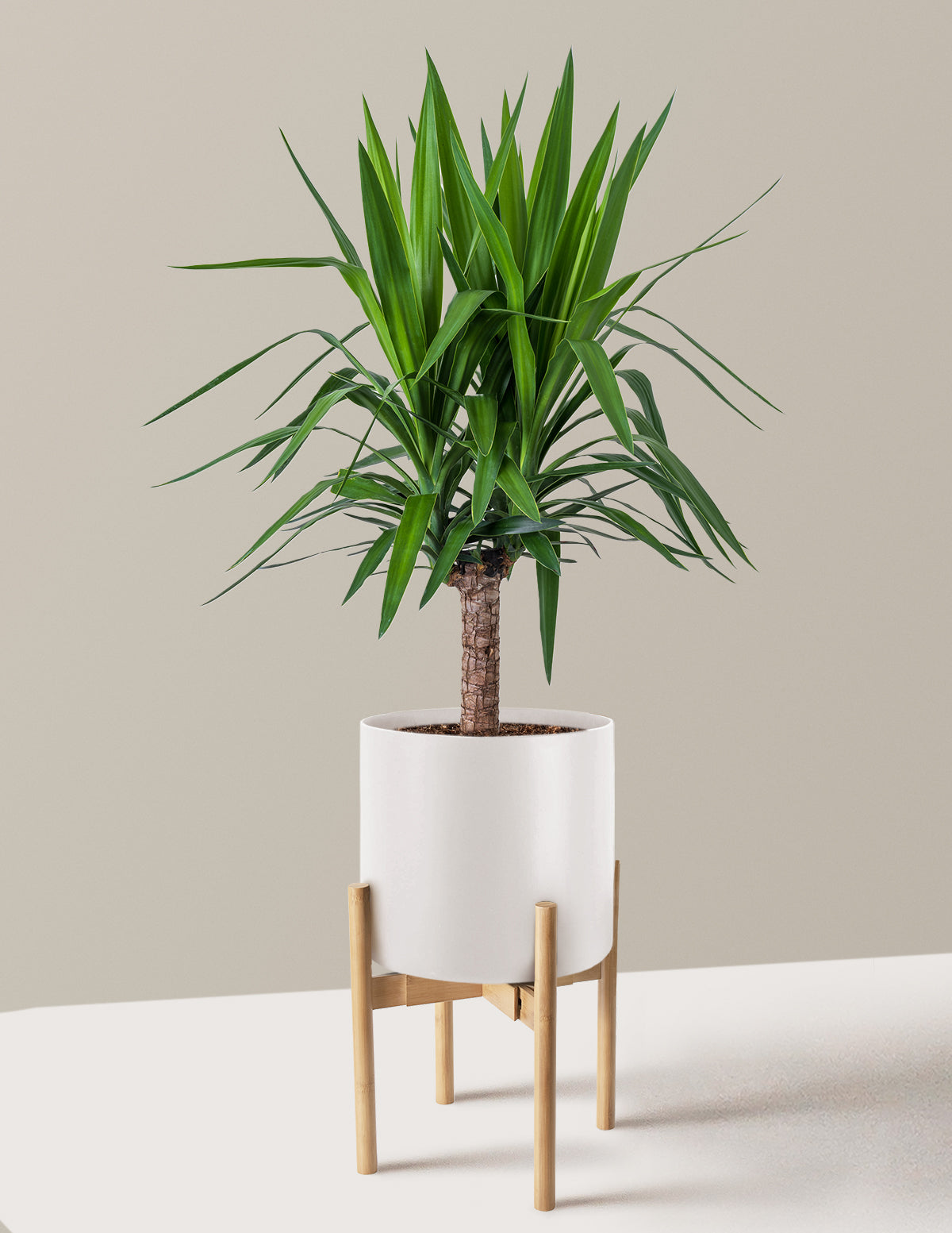 Large Yucca Plant