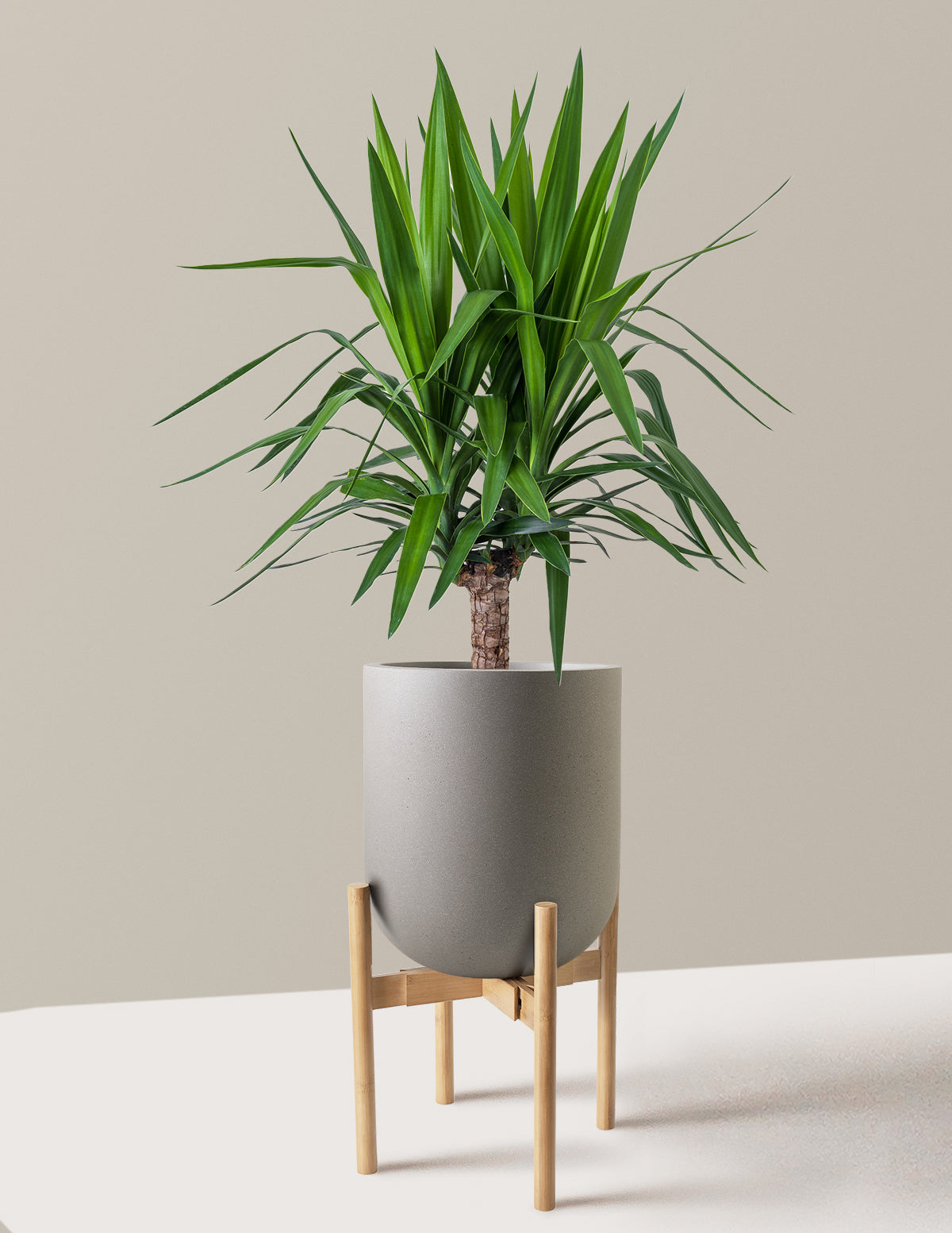 Large Yucca Plant