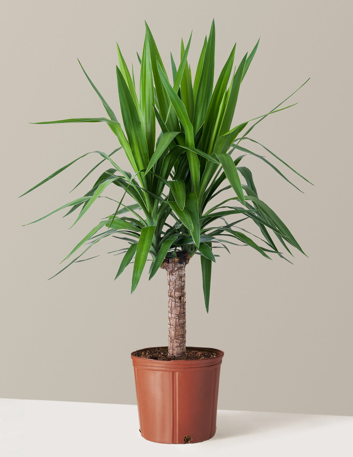 Large Yucca Plant