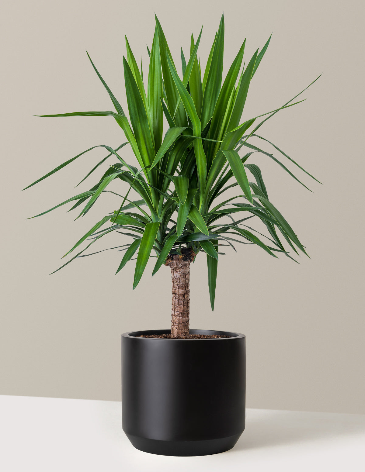 Large Yucca Plant