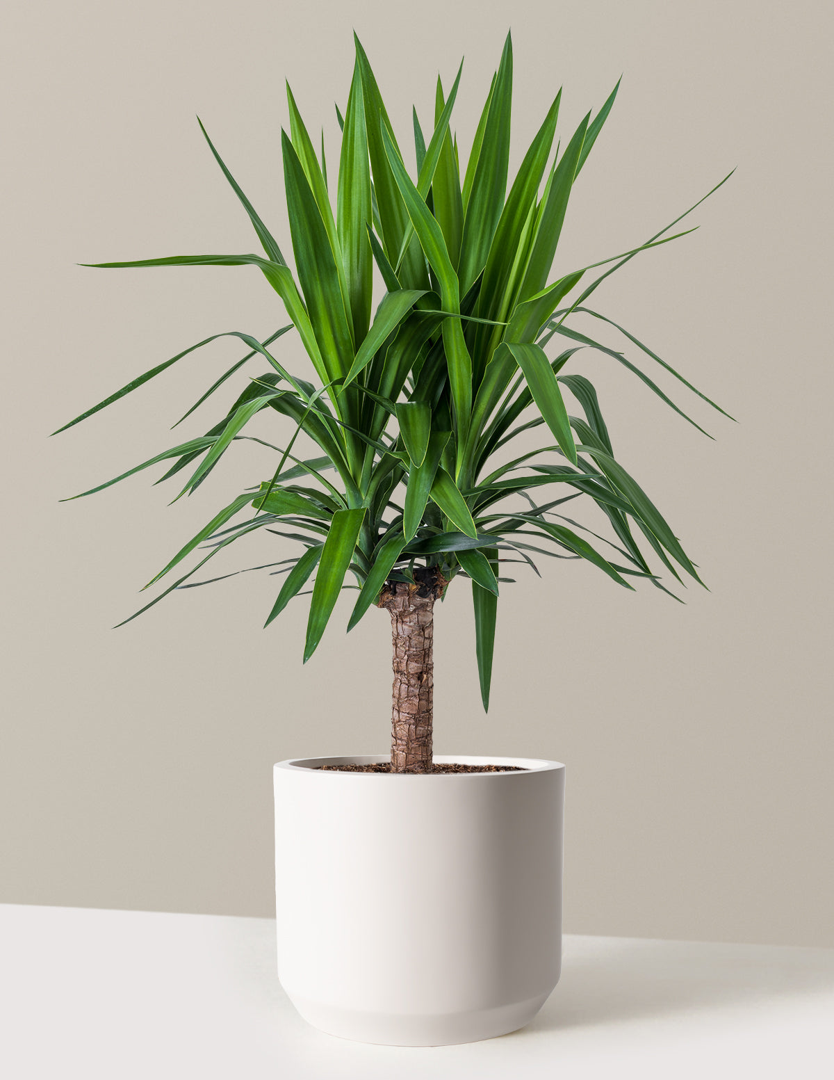 Large Yucca Plant