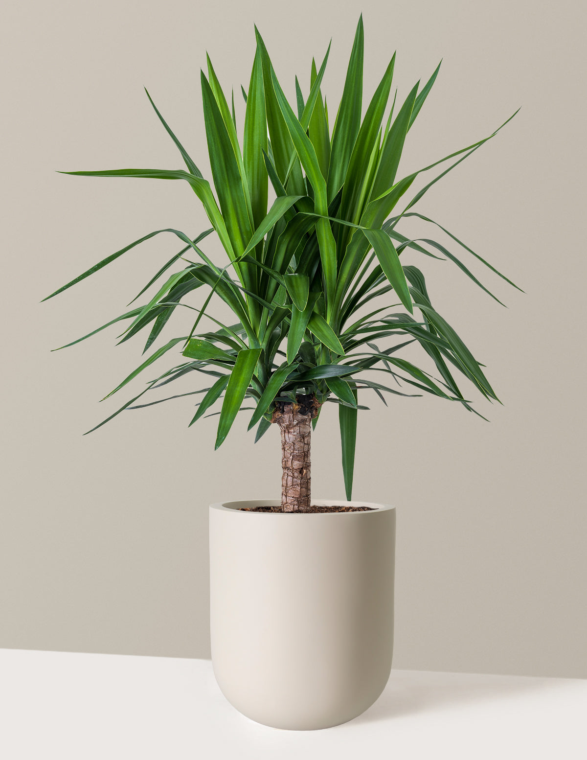 Large Yucca Plant