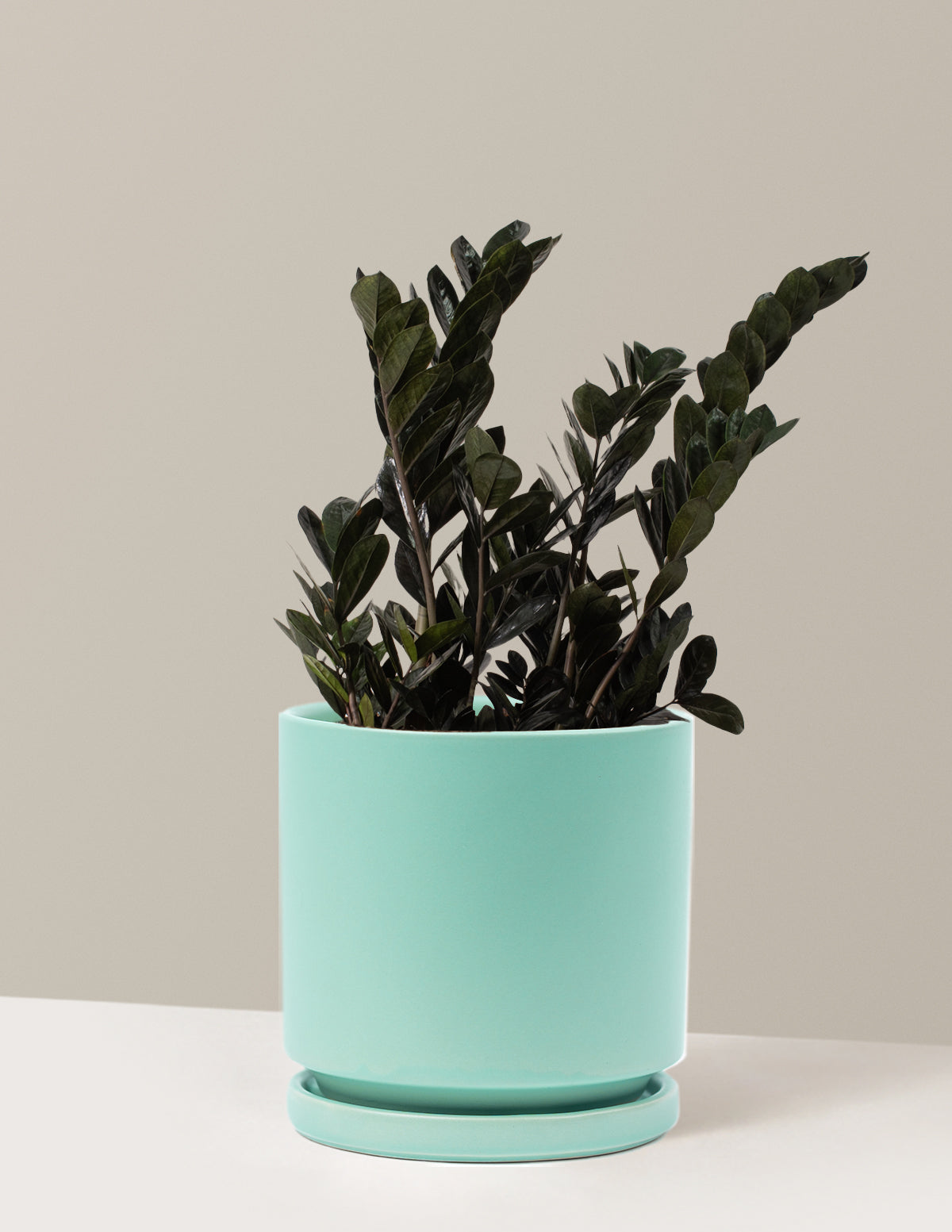 Black ZZ Plant