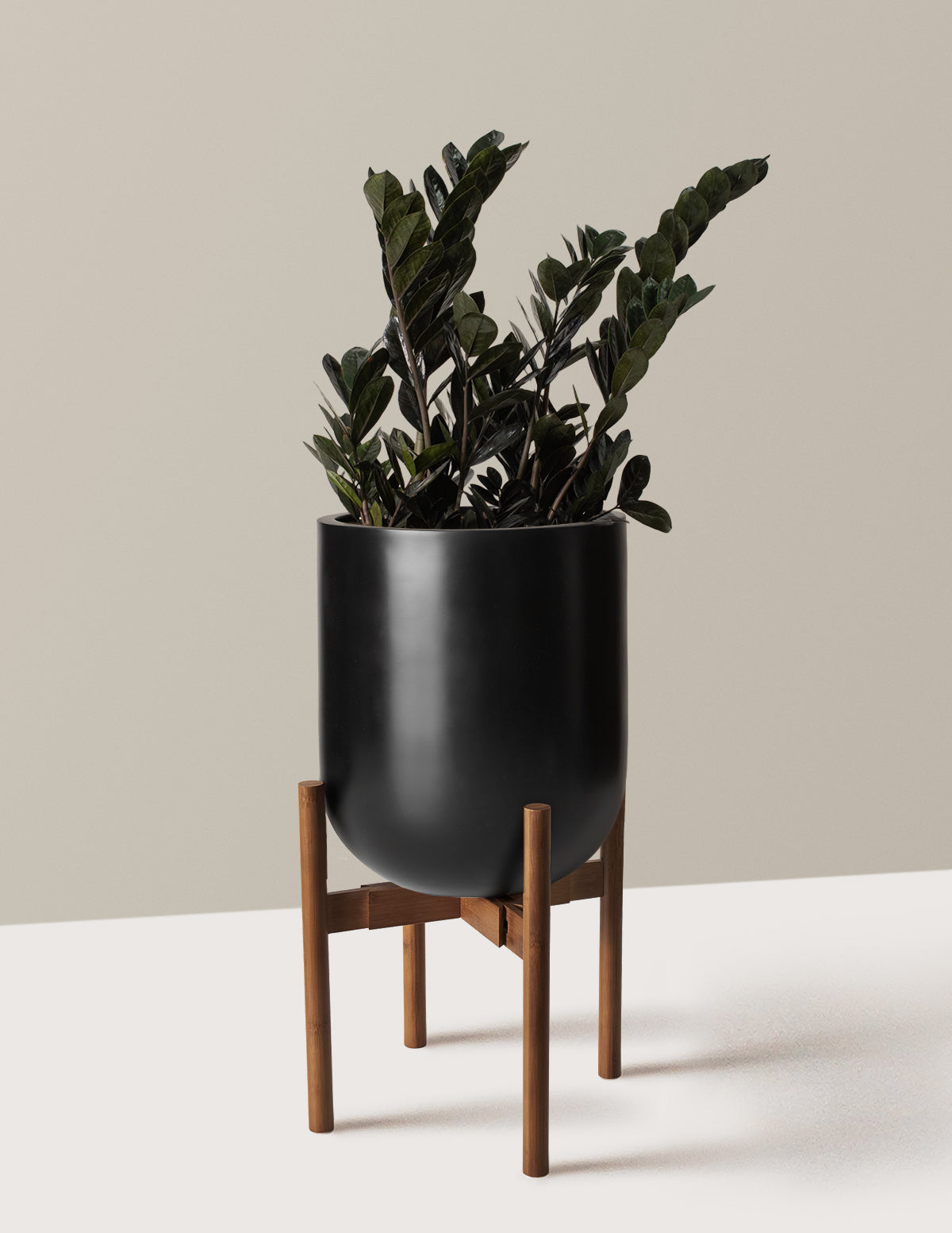 Black ZZ Plant