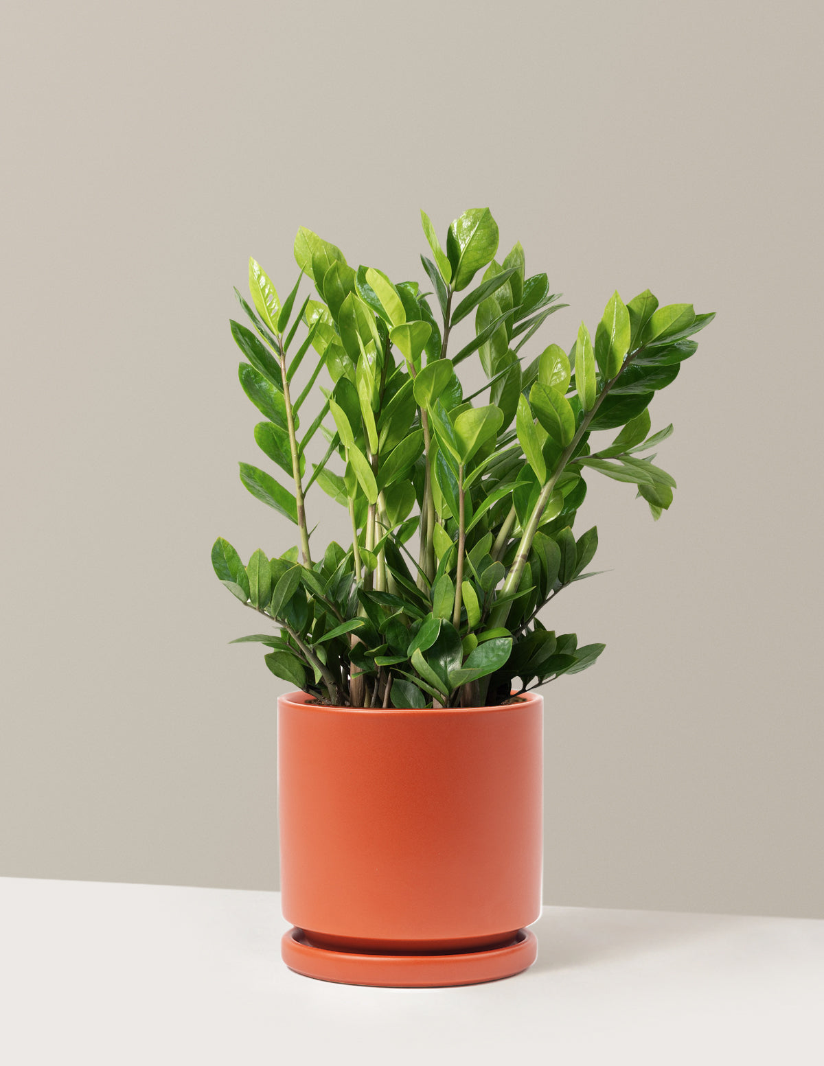 ZZ Plant