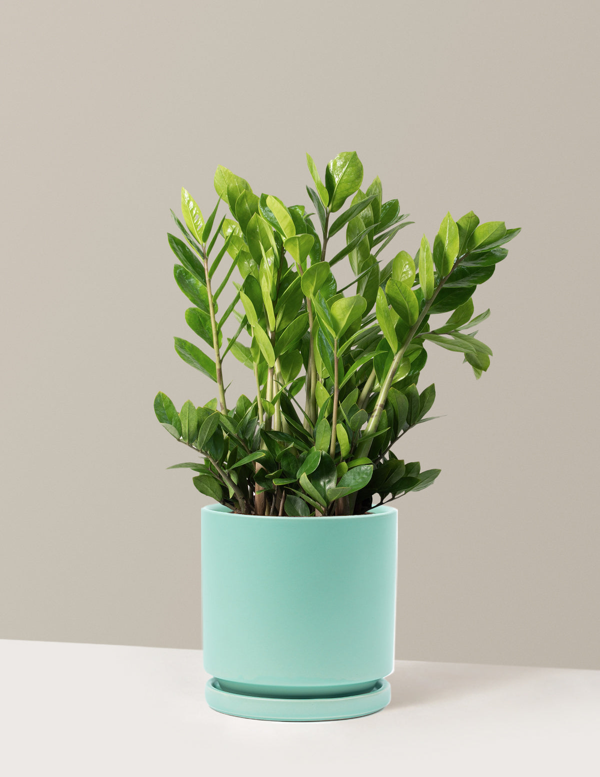 ZZ Plant