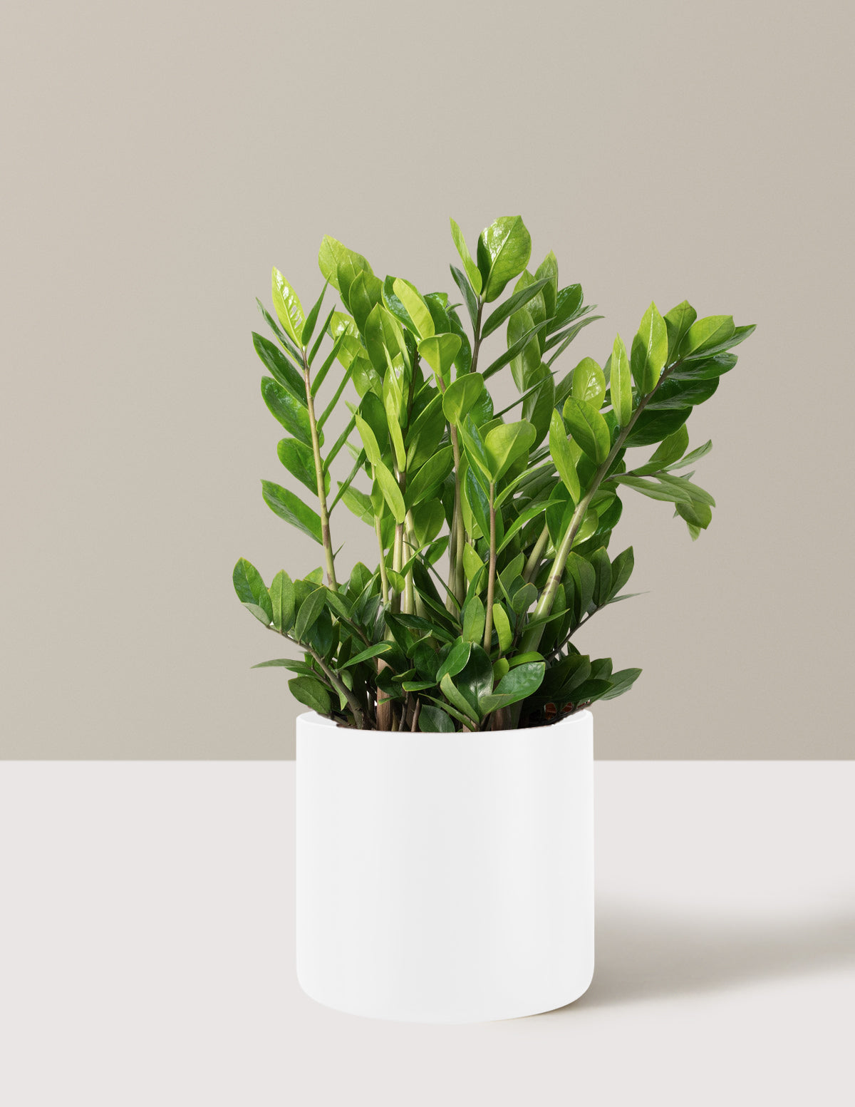 ZZ Plant