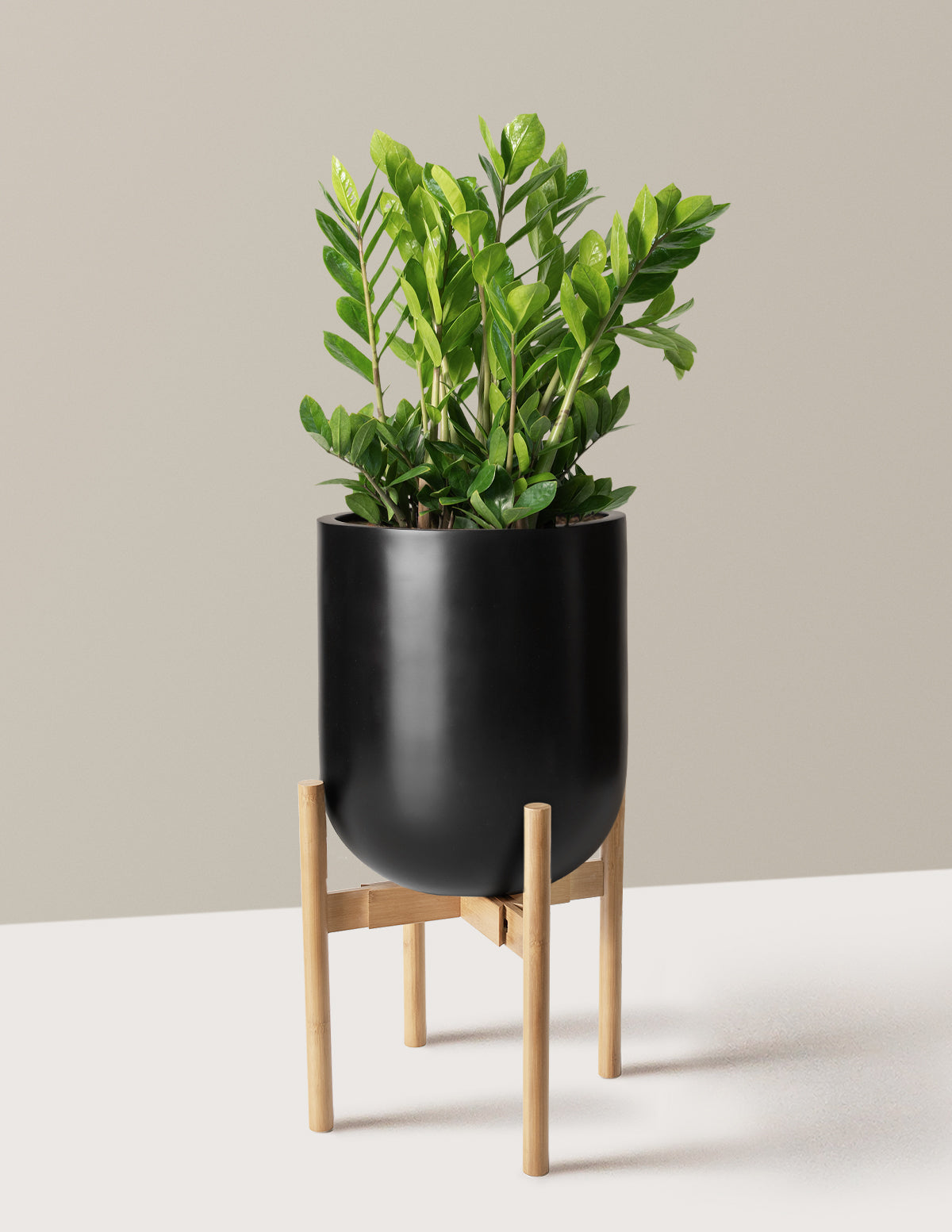 ZZ Plant