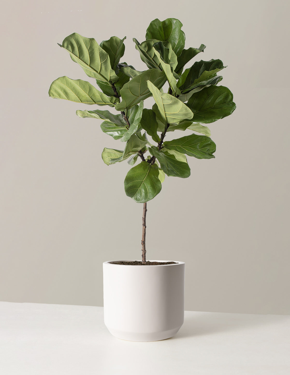 Fiddle-leaf fig