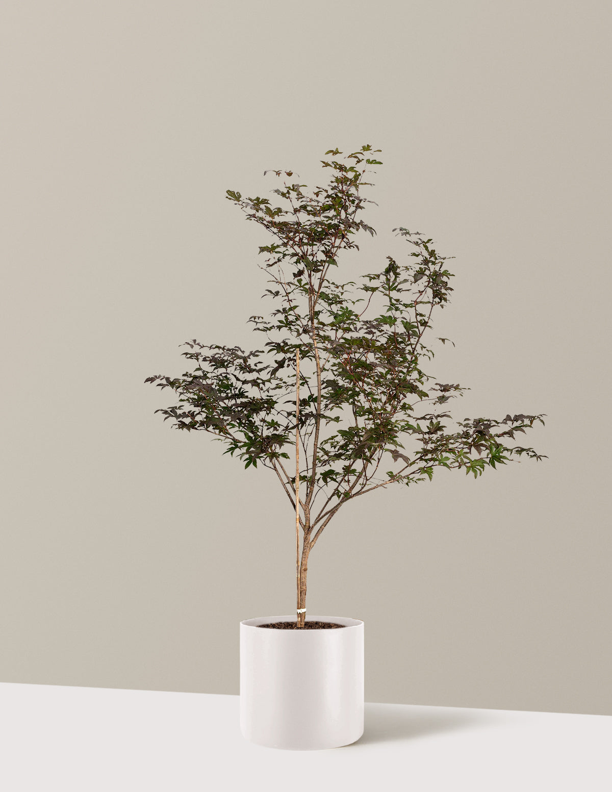Bloodgood Japanese Maple