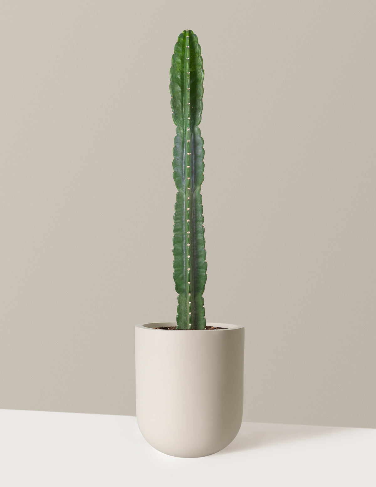 bundle | Large | Pallas | Cream