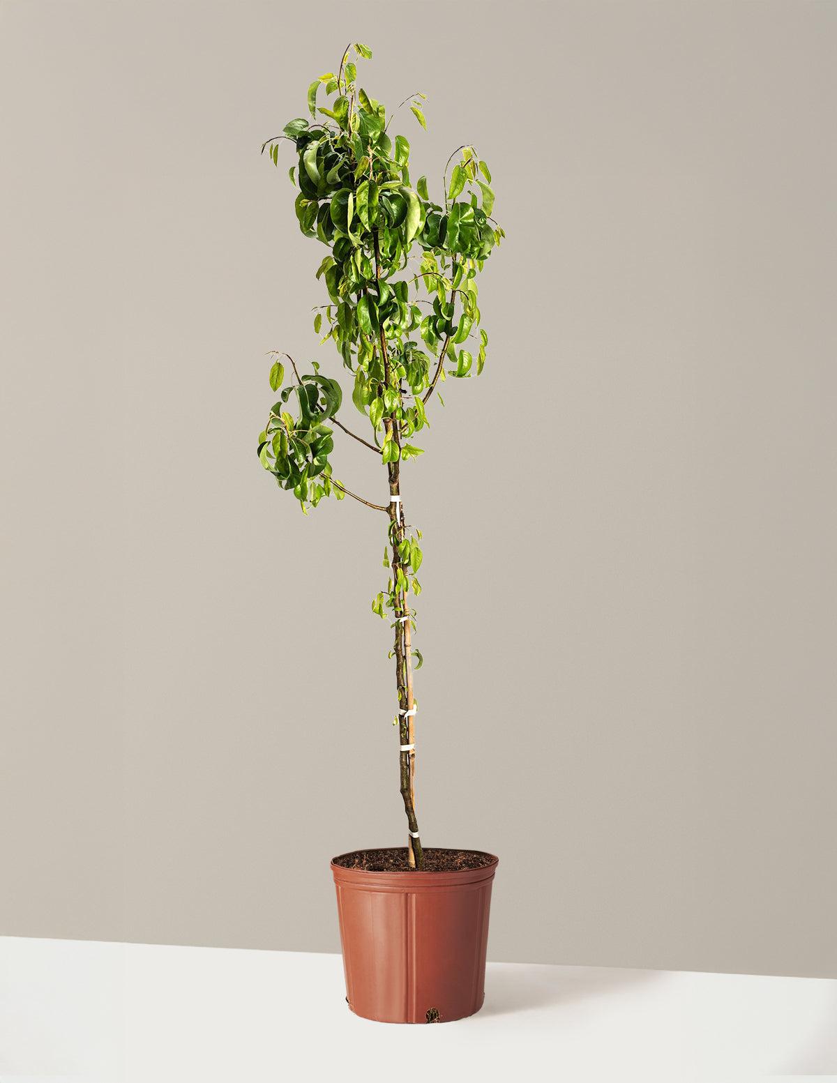 D'Anjou Pear Tree