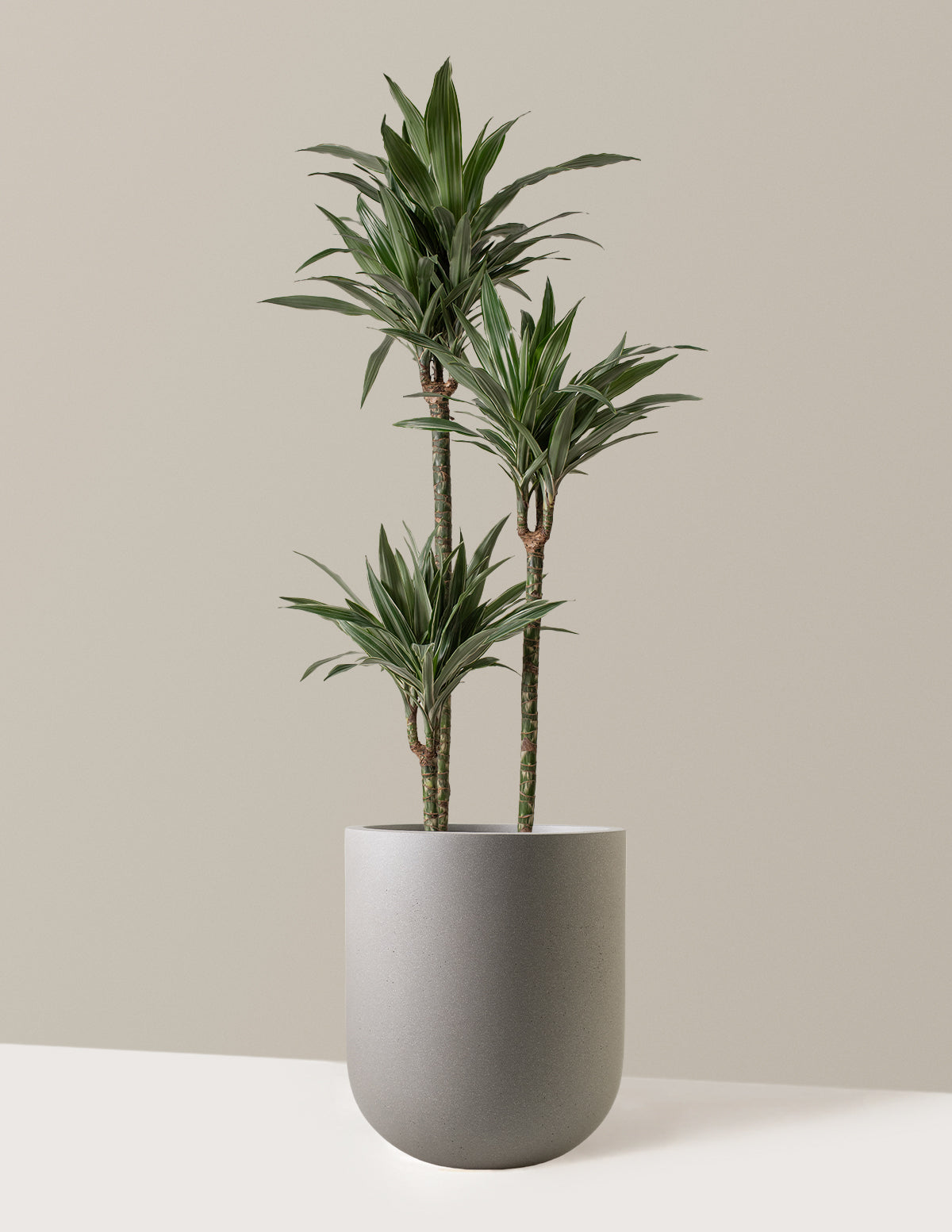 Large Dracaena Warneckii