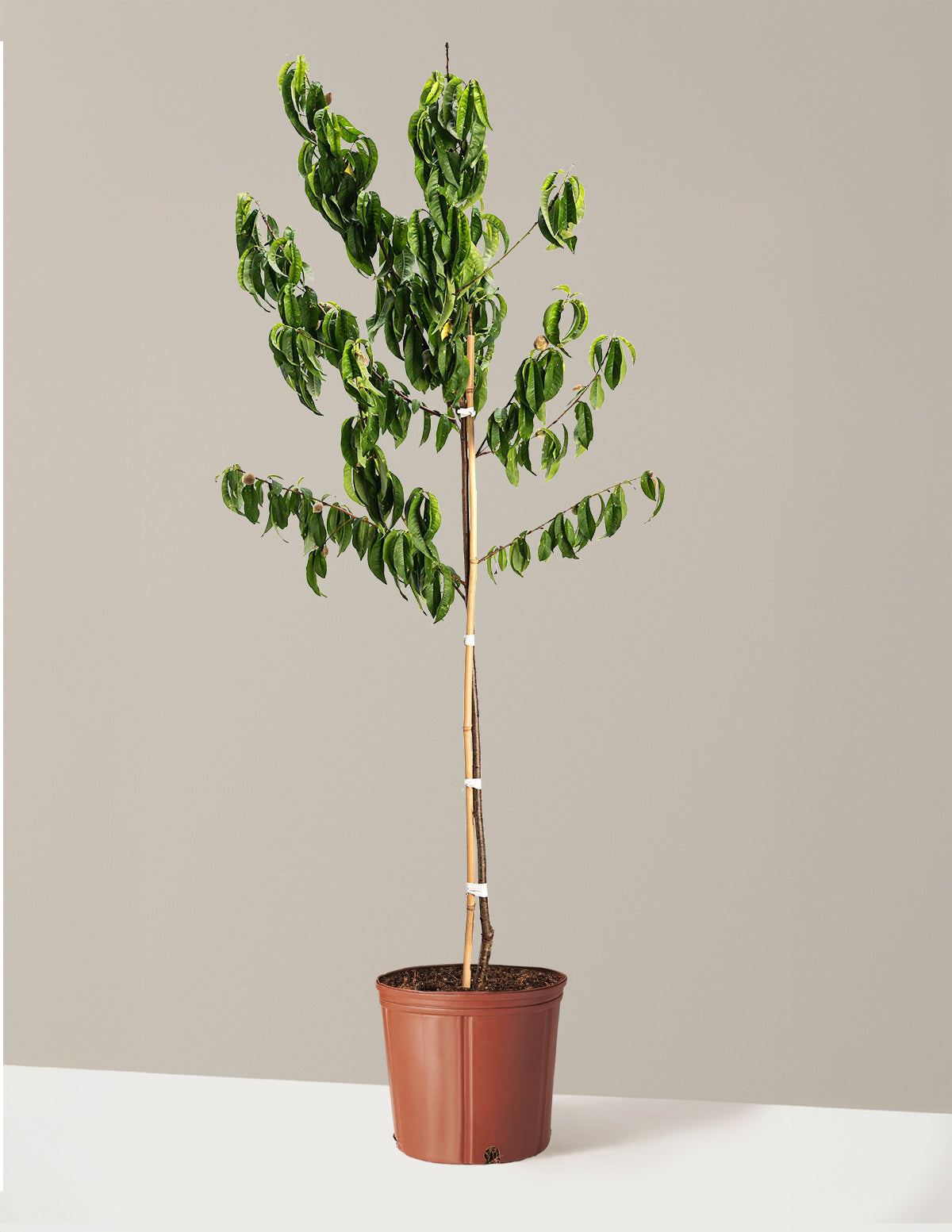 Elberta Peach Tree
