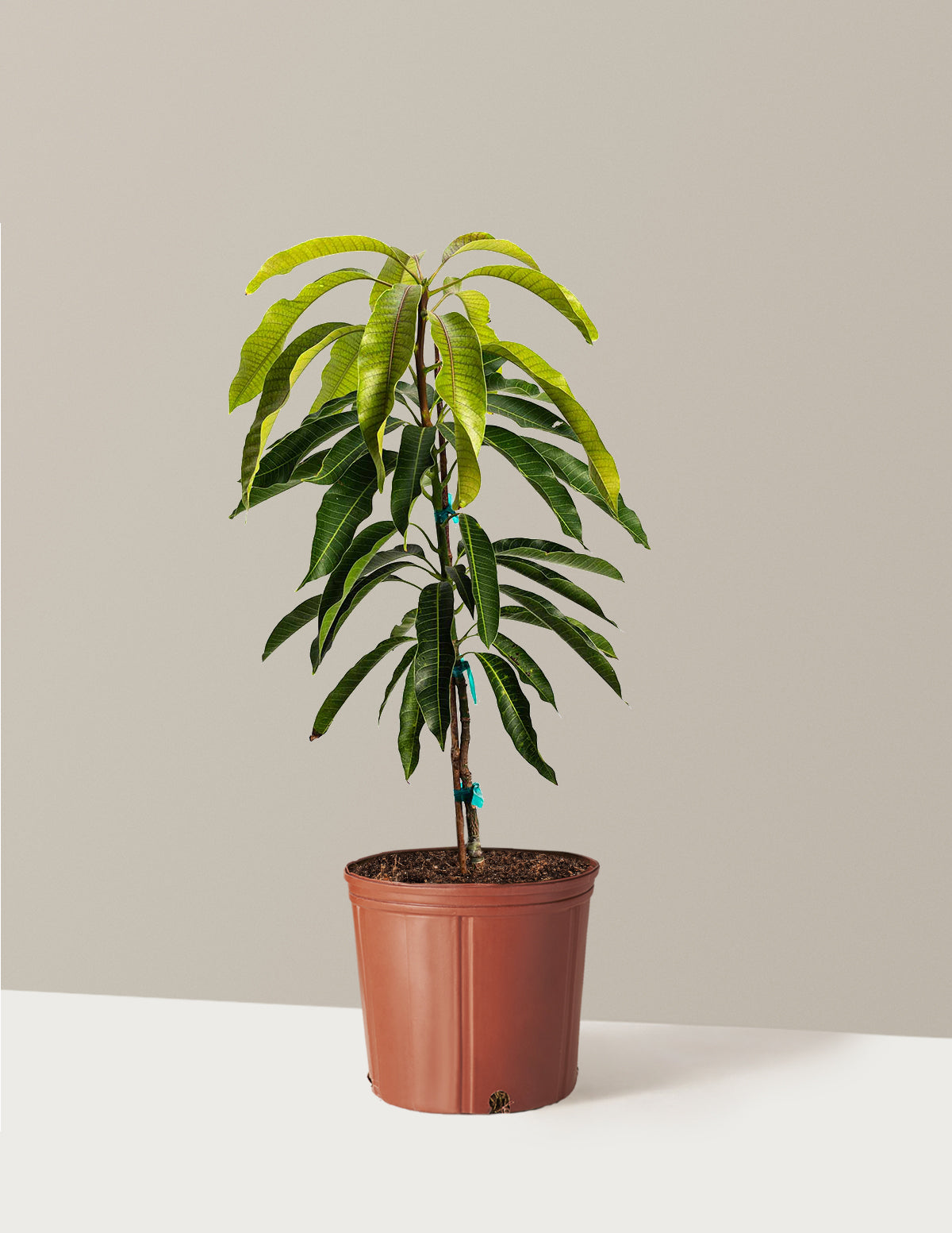 Glenn Mango Tree
