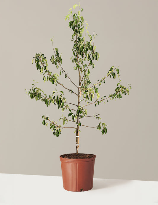 Honeycrisp™ Apple Tree