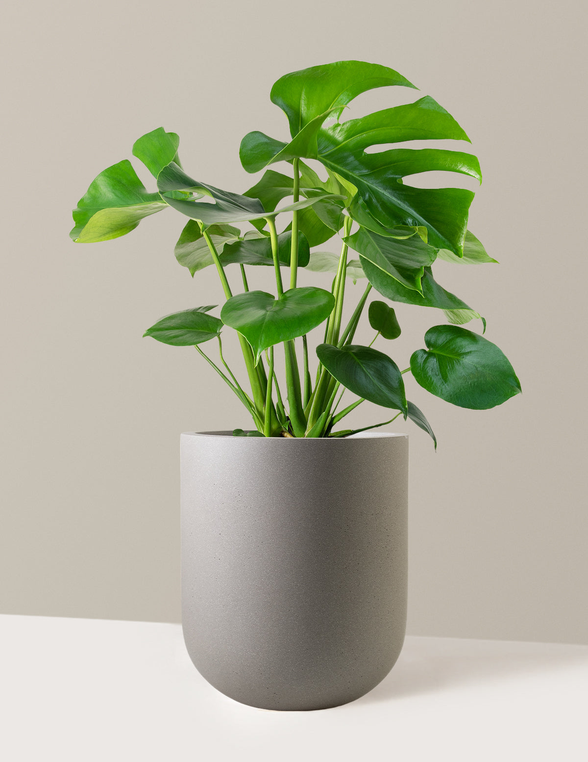 Monstera Deliciosa