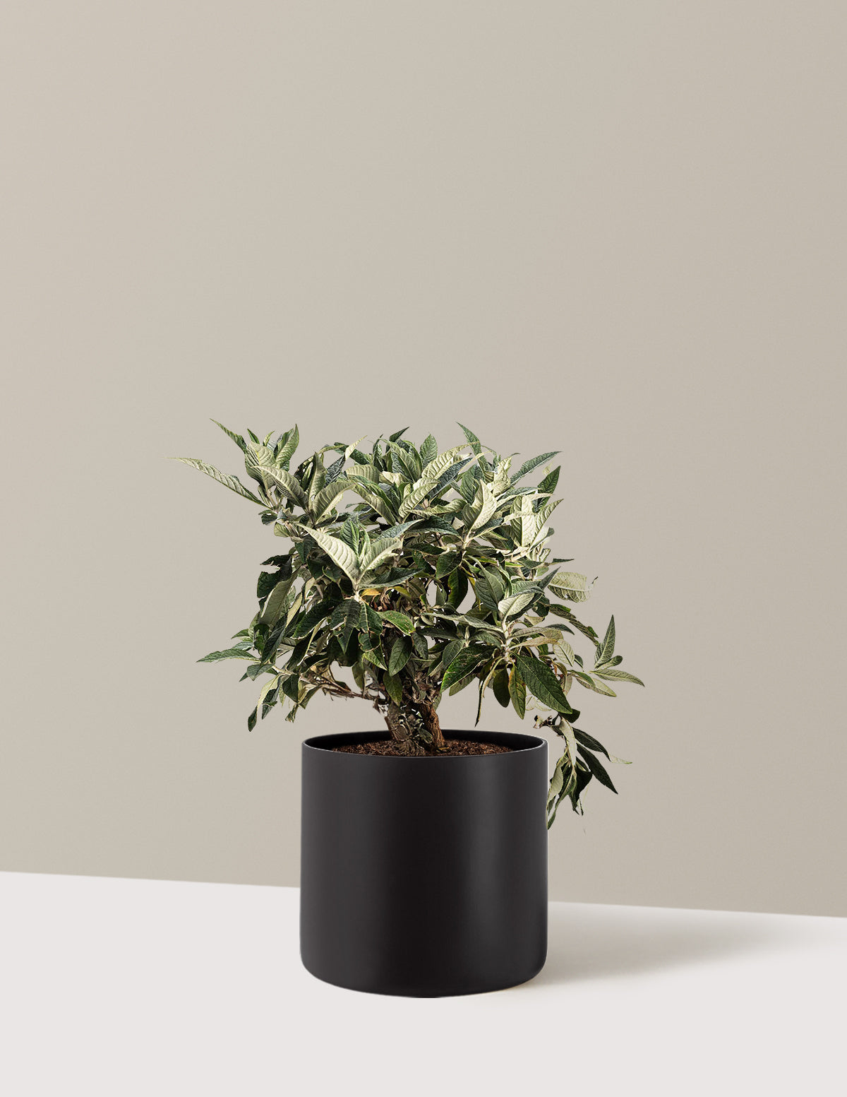 Pugster Blue® Butterfly Bush