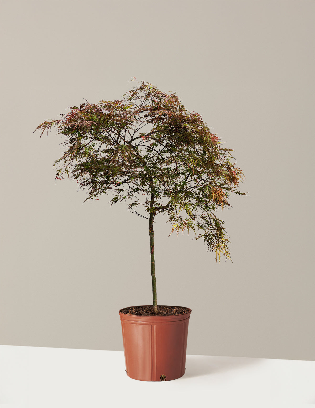 Red Dragon Japanese Maple Tree