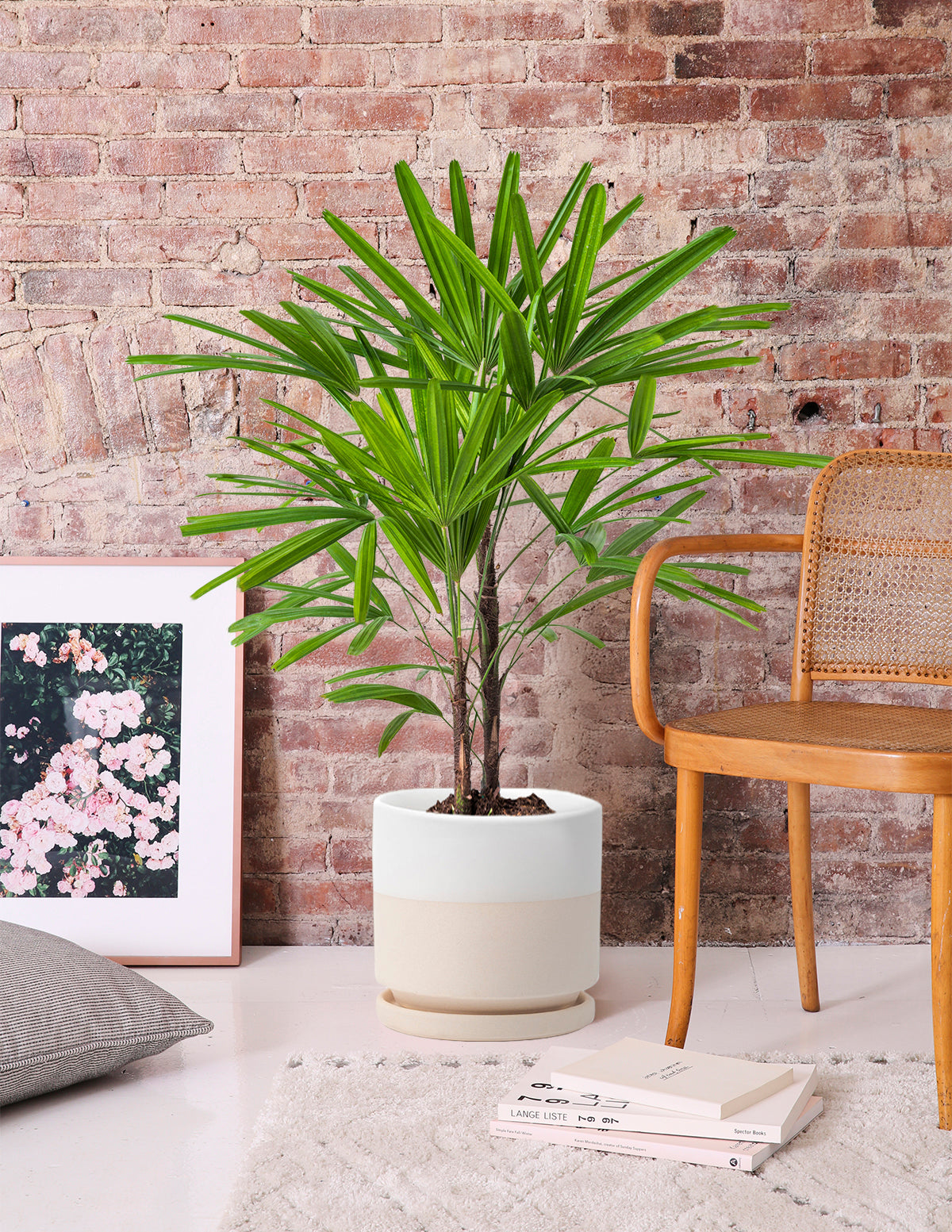 palm type house plants Large Lady Palm Houseplant with Planter - Large (3-4' tall) Cream Planter