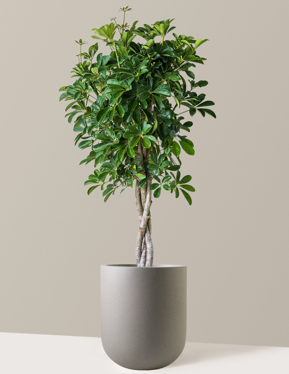 Schefflera Arboricola Braid