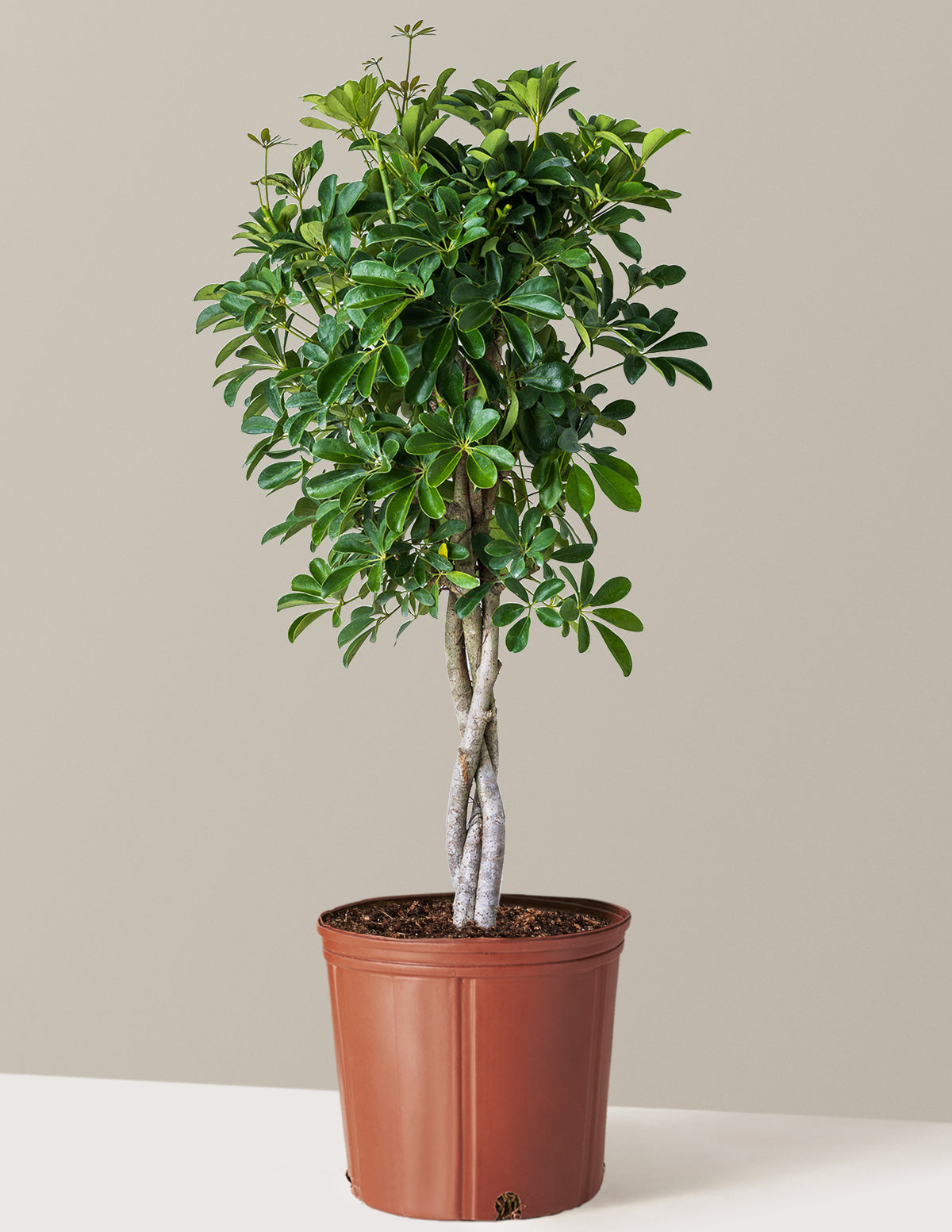 Schefflera Arboricola Braid