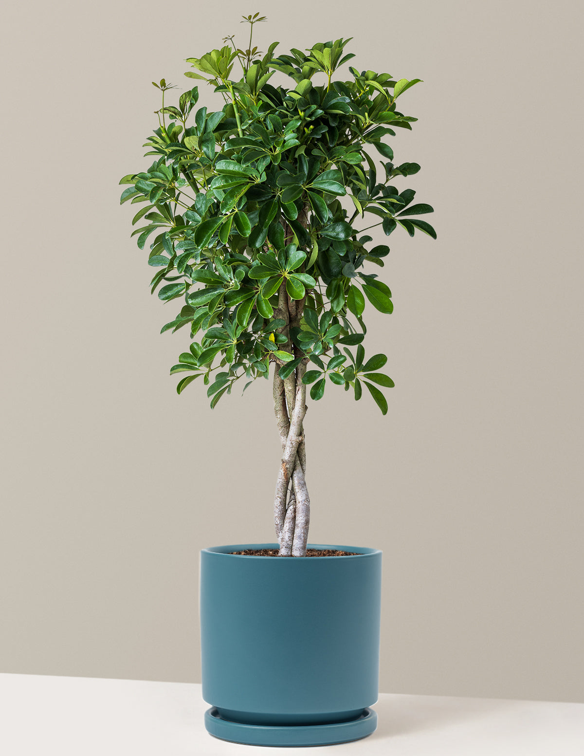 Schefflera Arboricola Braid