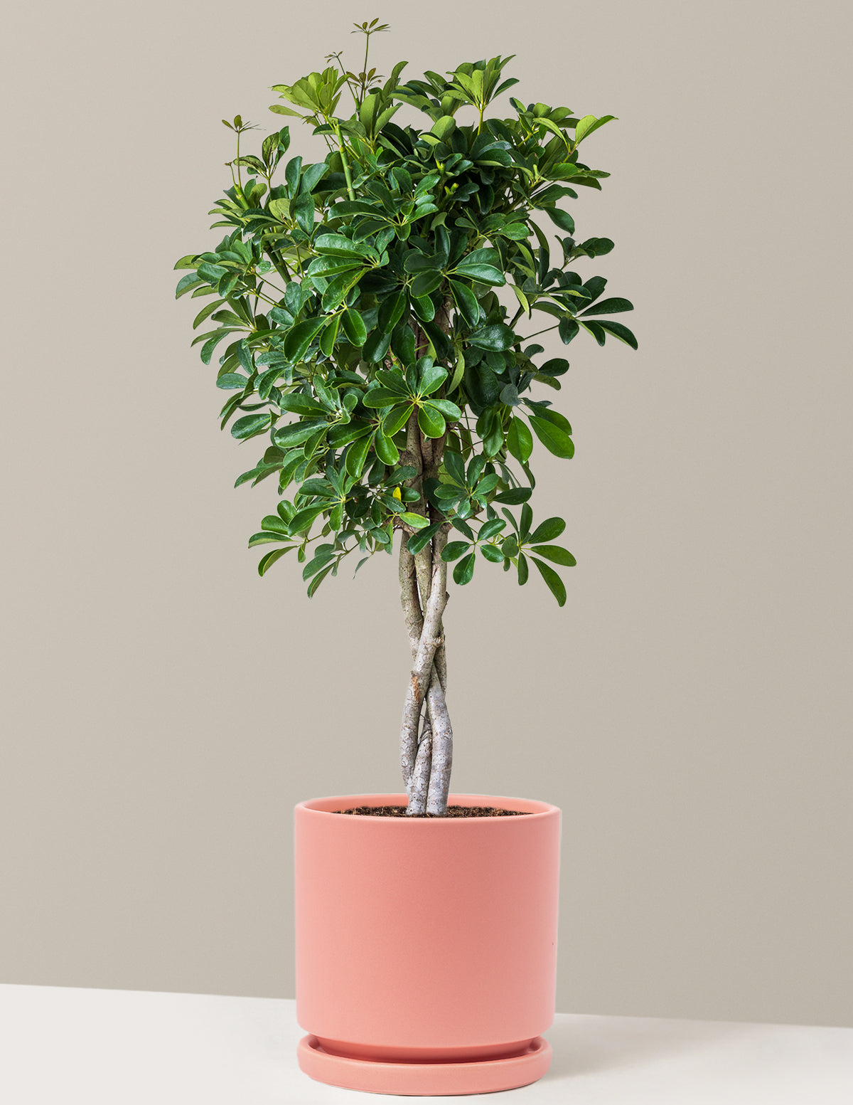 Schefflera Arboricola Braid