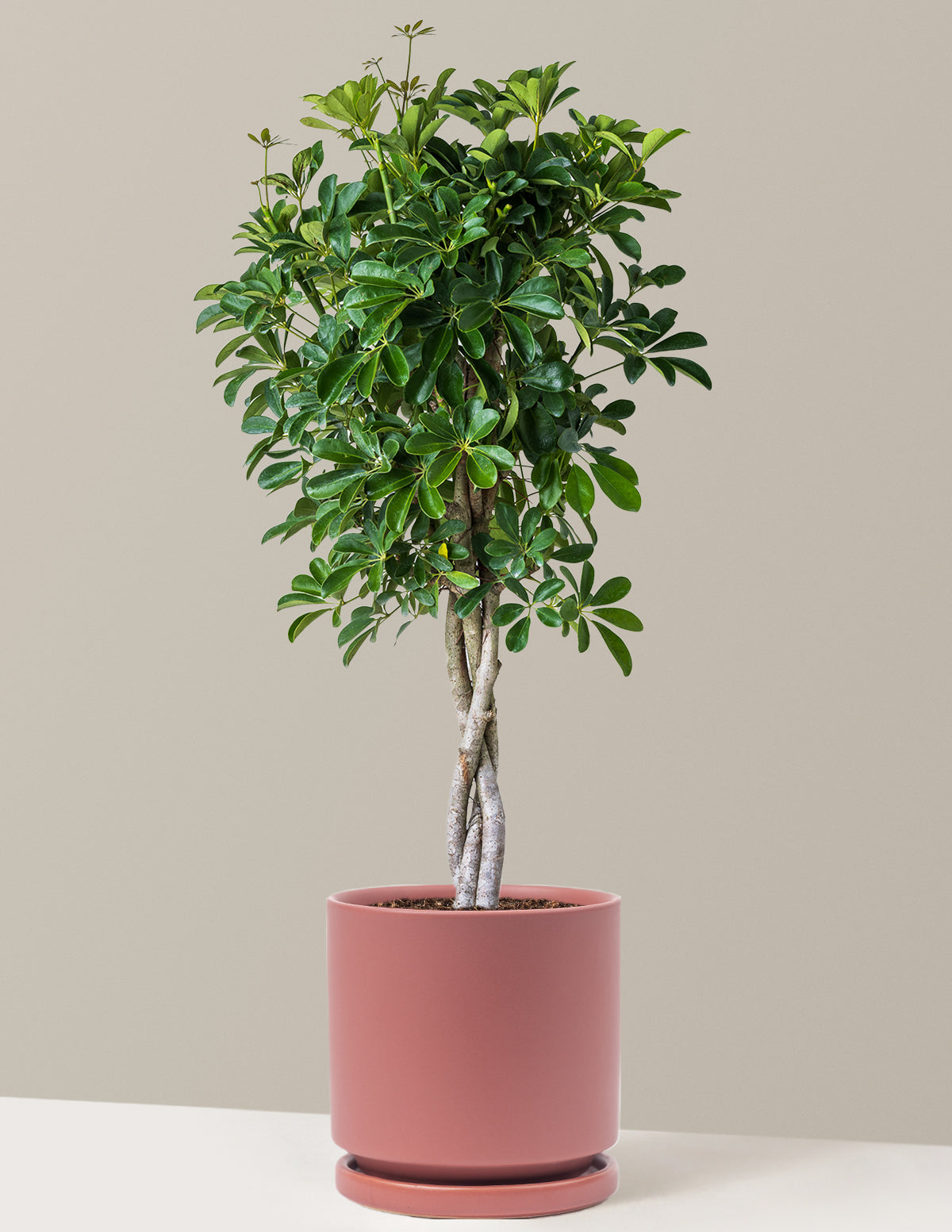 Schefflera Arboricola Braid