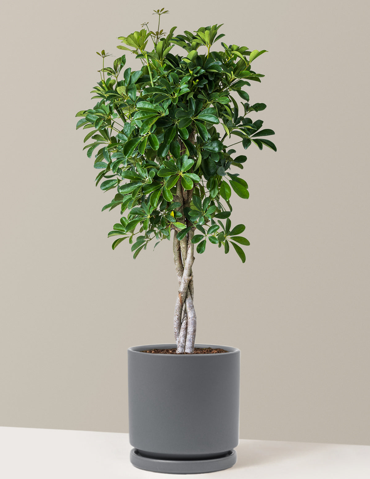 Schefflera Arboricola Braid
