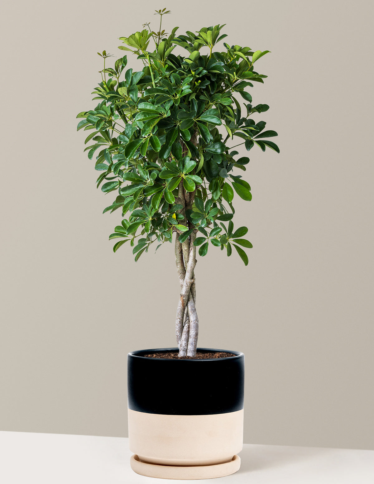 Schefflera Arboricola Braid