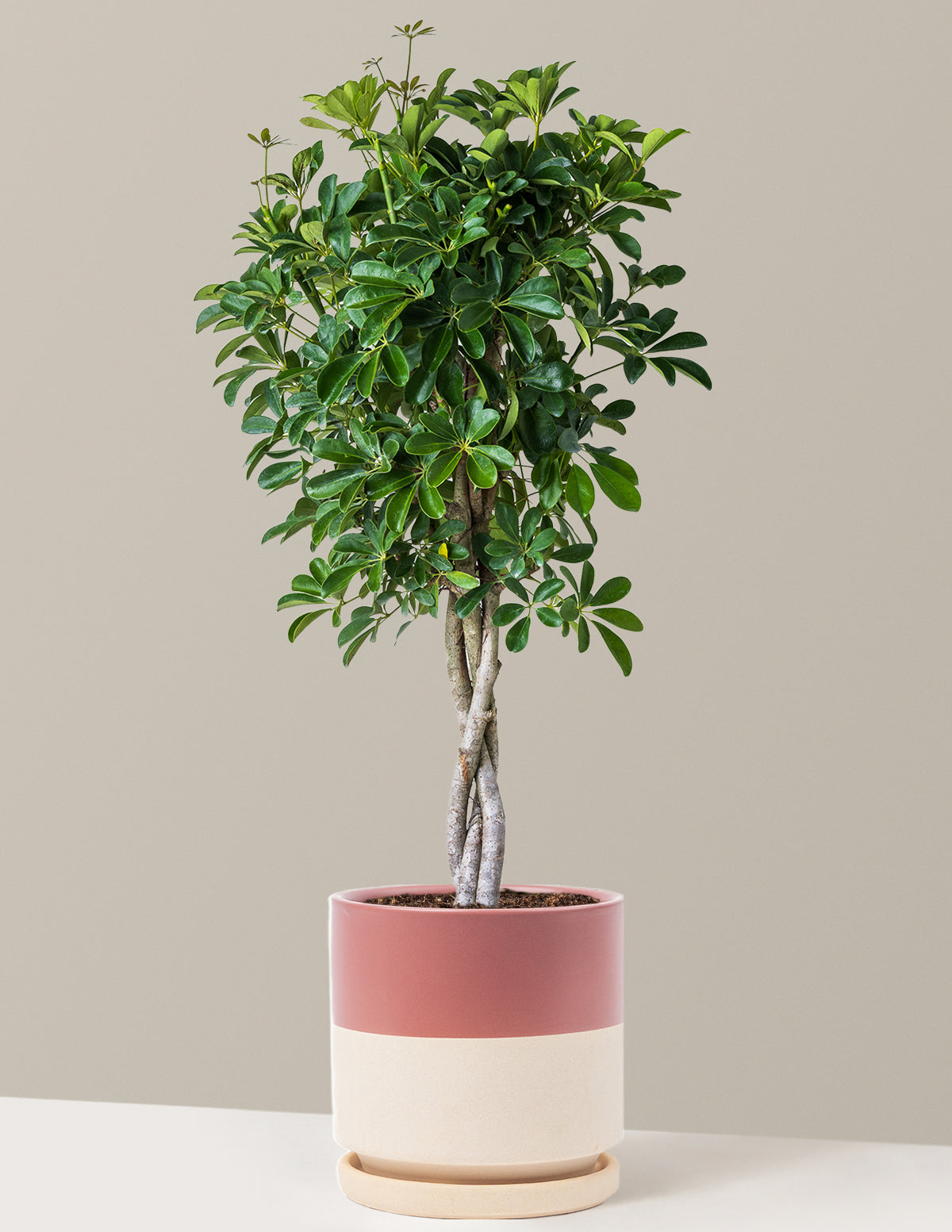 Schefflera Arboricola Braid