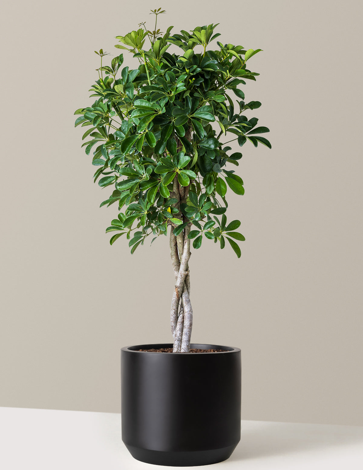 Schefflera Arboricola Braid