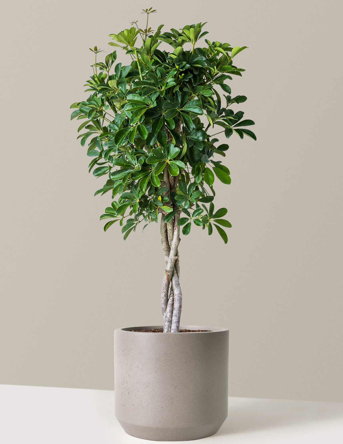 Schefflera Arboricola Braid