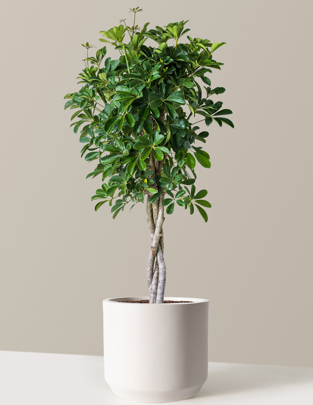 Schefflera Arboricola Braid