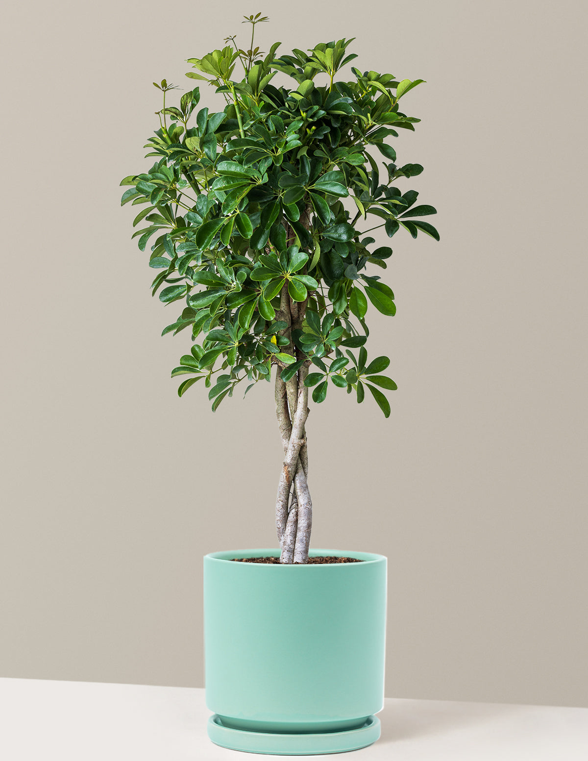 Schefflera Arboricola Braid