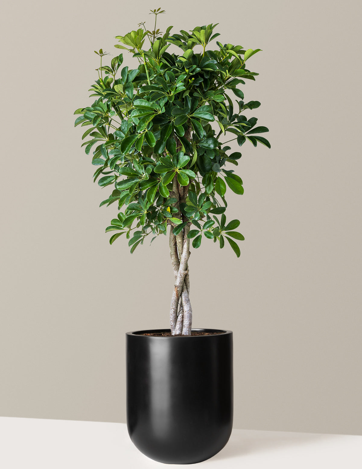 Schefflera Arboricola Braid