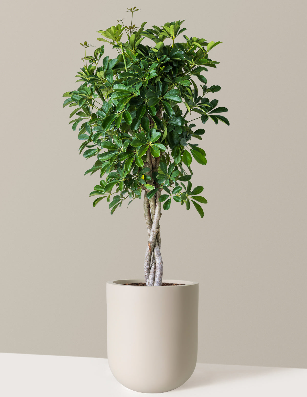 Schefflera Arboricola Braid