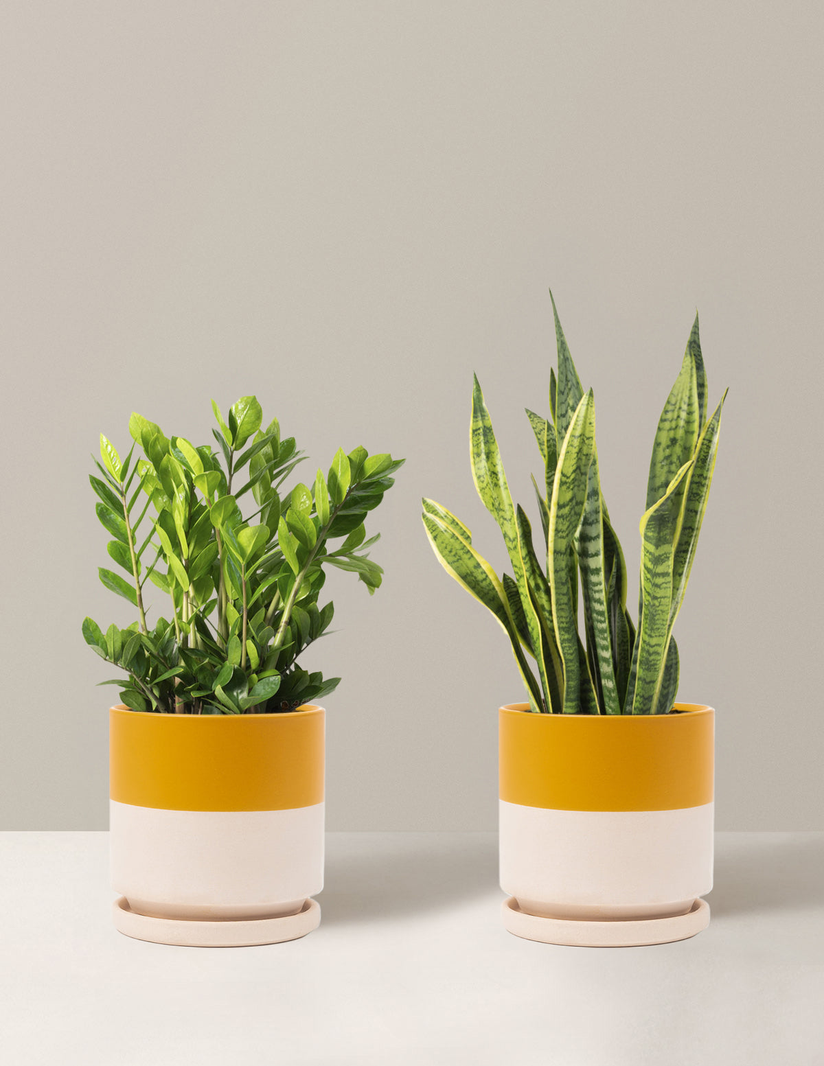 indoor plant low light tall Low-Light Duo Houseplants