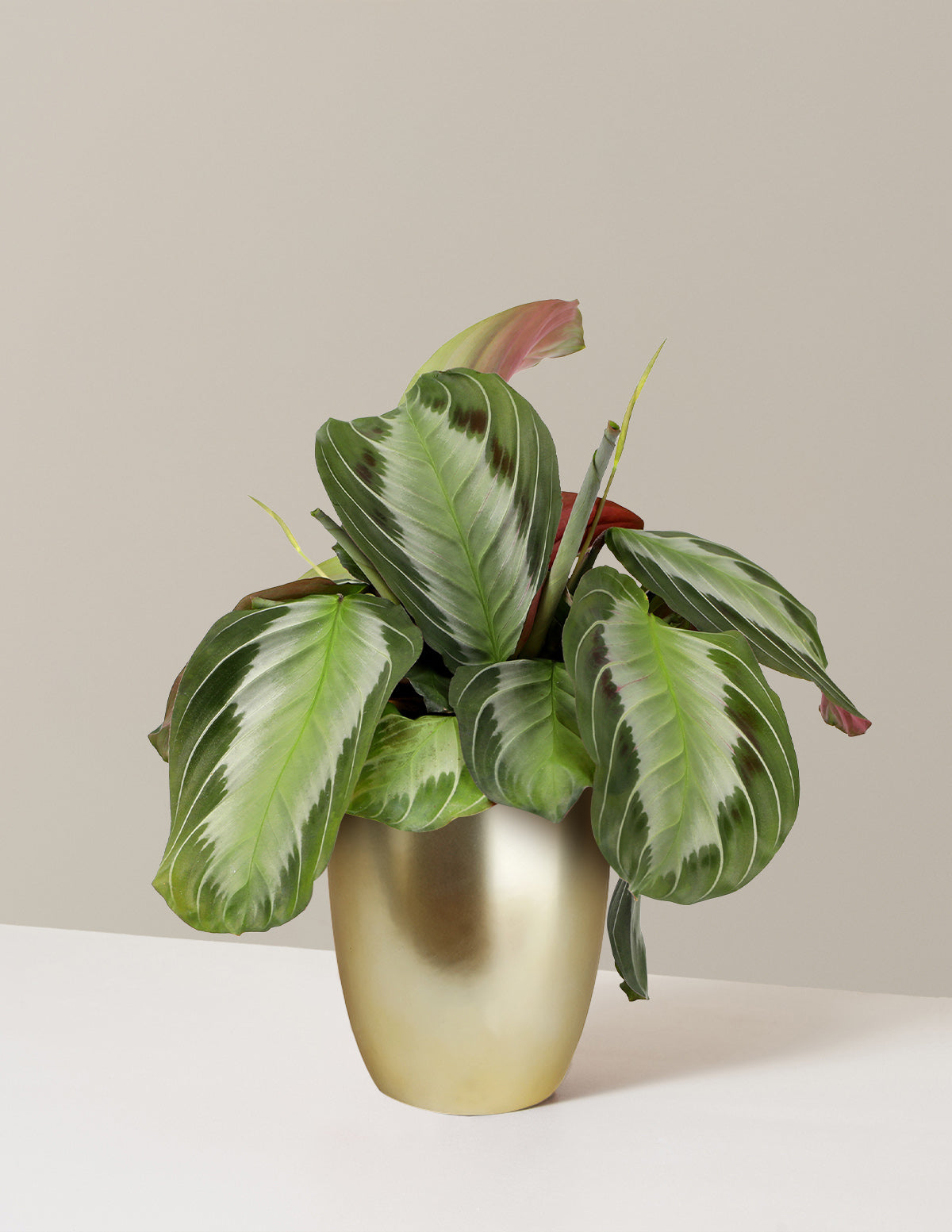 Maranta Silver